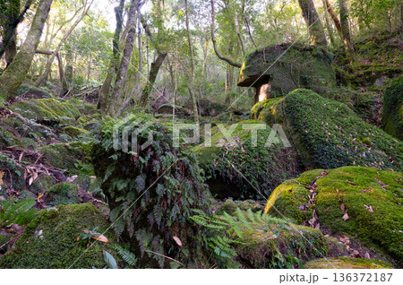 屋久島白谷雲水峡　苔が日本一きれいな森(冬 136372187
