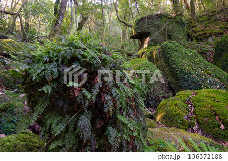 屋久島白谷雲水峡　苔が日本一きれいな森(冬 136372188