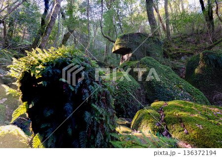 屋久島白谷雲水峡　苔が日本一きれいな森(冬 136372194