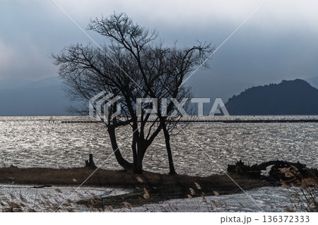 滋賀県長浜市湖北町尾上の冬のたそがれ時の水没林を撮影 136372333