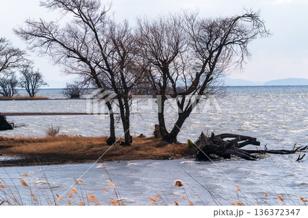 滋賀県長浜市湖北町尾上の冬のたそがれ時の水没林を撮影 滋賀県長浜市湖北町尾上の冬のたそがれ時の水没林を撮影 136372347