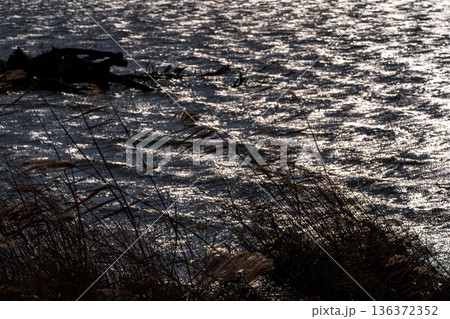 滋賀県長浜市湖北町尾上の冬のたそがれ時の水没林を撮影 136372352