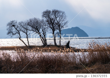 滋賀県長浜市湖北町尾上の冬のたそがれ時の水没林を撮影 136372355