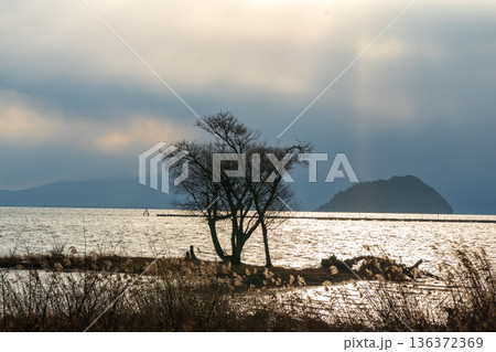 滋賀県長浜市湖北町尾上の冬のたそがれ時の水没林を撮影 136372369