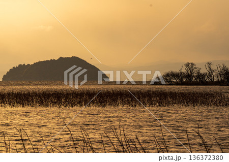 滋賀県長浜市湖北町尾上の冬のたそがれ時の水没林を撮影 136372380