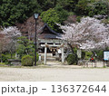 桜満開の白山比咩神社 136372644