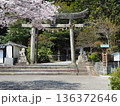 桜満開の白山比咩神社 136372646