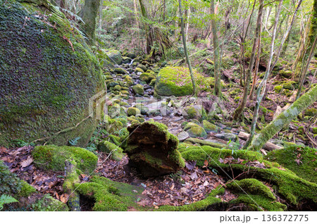 屋久島国立公園　苔が日本一きれいな森(冬 136372775