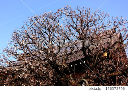 1月中旬に綻び始めた福蔵院の白梅(2) 1月中旬に綻び始めた福蔵院の白梅(2) 136372796
