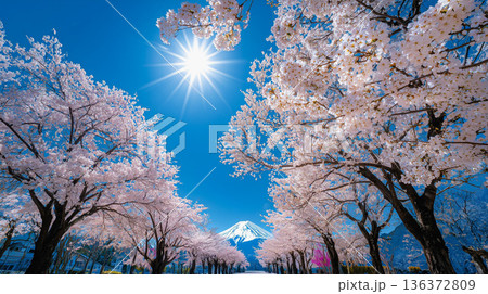 満開の桜に抱かれる、春の富士山と輝く青空 136372809