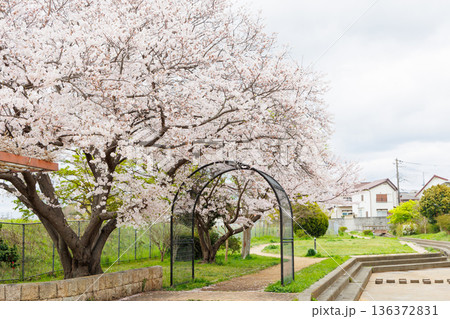 満開の桜の木 満開の桜の木 136372831