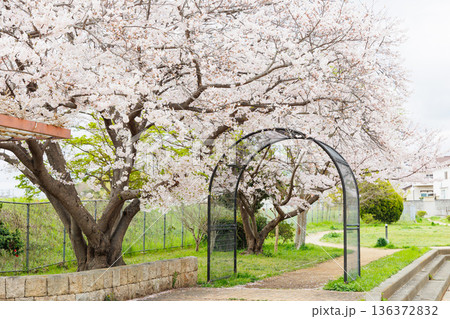 満開の桜の木 満開の桜の木 136372832