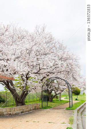 満開の桜の木 満開の桜の木 136372833