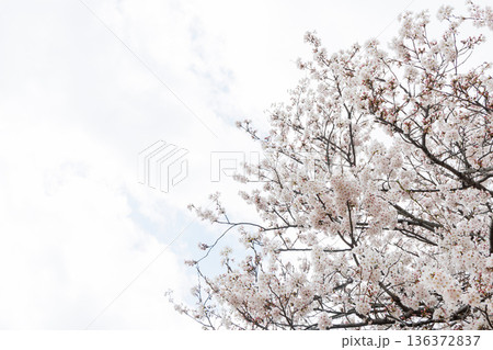 満開の桜の木 満開の桜の木 136372837