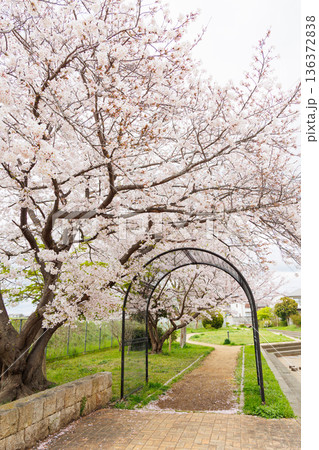 満開の桜の木 満開の桜の木 136372838
