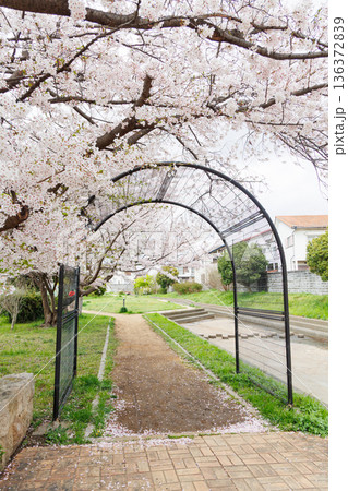 満開の桜の木 満開の桜の木 136372839