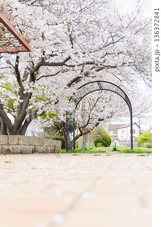 満開の桜の木 136372841
