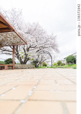 満開の桜の木 136372842