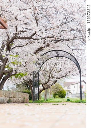 満開の桜の木 満開の桜の木 136372843