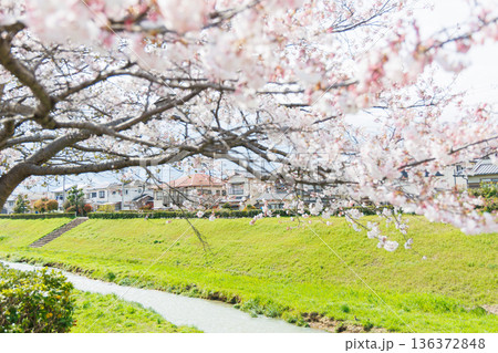 満開の桜の木 136372848