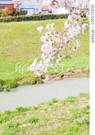 満開の桜の木 136372850