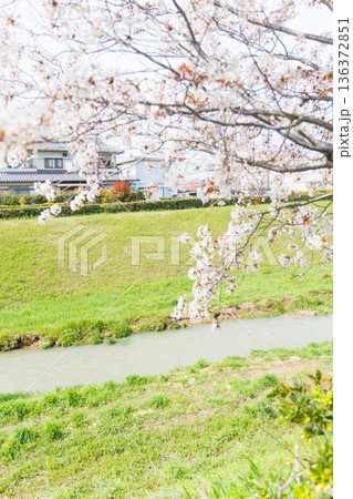 満開の桜の木 136372851