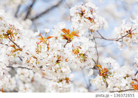満開の桜の木 136372855