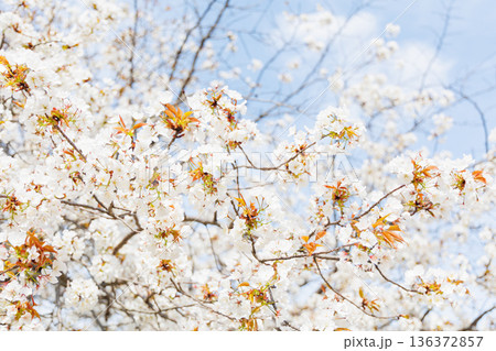 満開の桜の木 満開の桜の木 136372857