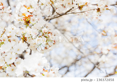 満開の桜の木 136372858
