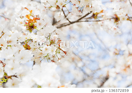 満開の桜の木 満開の桜の木 136372859