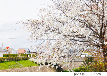 満開の桜の木 満開の桜の木 136372860