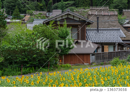 昔話に出てきそうな京都府南丹市美山町茅葺きの里で夏本番の向日葵撮影 136373038