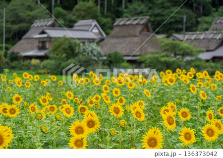 昔話に出てきそうな京都府南丹市美山町茅葺きの里で夏本番の向日葵撮影 136373042