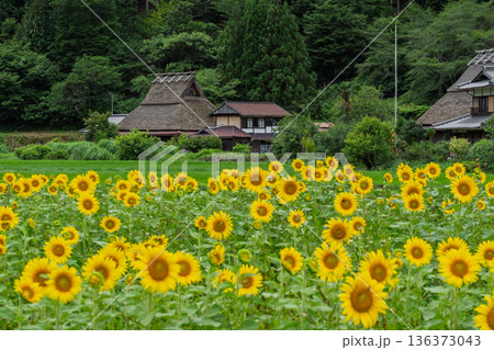 昔話に出てきそうな京都府南丹市美山町茅葺きの里で夏本番の向日葵撮影 136373043