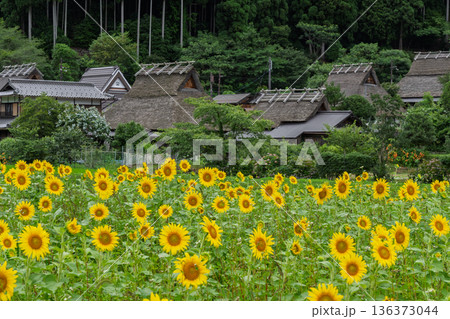 昔話に出てきそうな京都府南丹市美山町茅葺きの里で夏本番の向日葵撮影 136373044