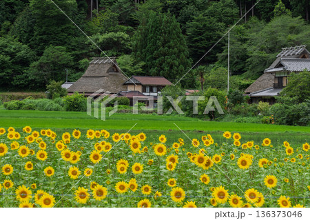 昔話に出てきそうな京都府南丹市美山町茅葺きの里で夏本番の向日葵撮影 136373046