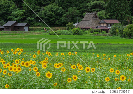昔話に出てきそうな京都府南丹市美山町茅葺きの里で夏本番の向日葵撮影 136373047