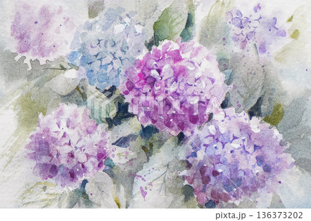 アジサイ　水彩画　 136373202