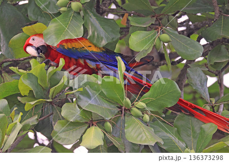 Scarlet Red Yellow and Blue Parrot portrait close-up 136373298