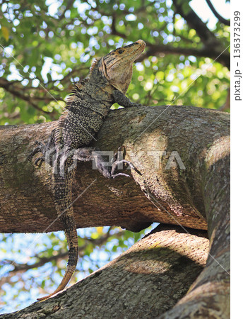 Green Iguana on the tree near the beach of Manuel Antonio Park, Costa Rica 136373299