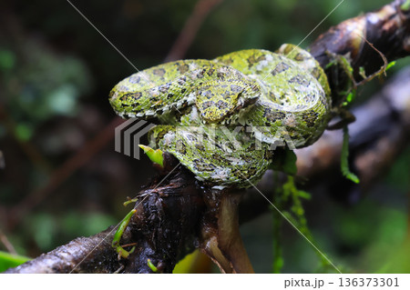 Eyelash viper on a branch in the forest, Volcano Tenorio, Costa Rica Eyelash viper on a branch in the forest, Volcano Tenorio, Costa Rica 136373301
