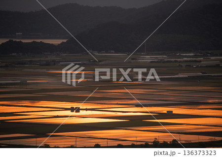 滋賀県東近江市猪子町の猪子山から望む水張りの田植え前の水田がオレンジ色に光る夕景 136373323