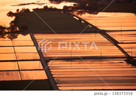 滋賀県東近江市猪子町の猪子山から望む水張りの田植え前の水田がオレンジ色に光る夕景 136373358