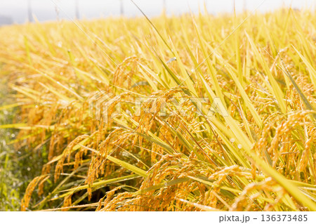 秋の収穫期の水田(品種:つや姫) 秋の収穫期の水田(品種:つや姫) 136373485