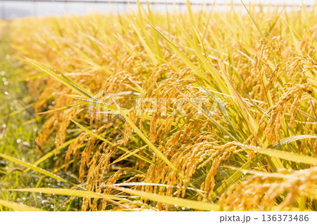 秋の収穫期の水田（品種：つや姫） 136373486