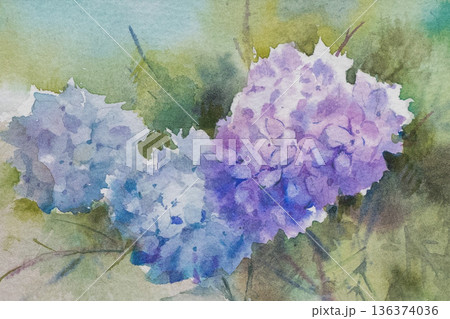 アジサイ 水彩画 アジサイ 水彩画 136374036
