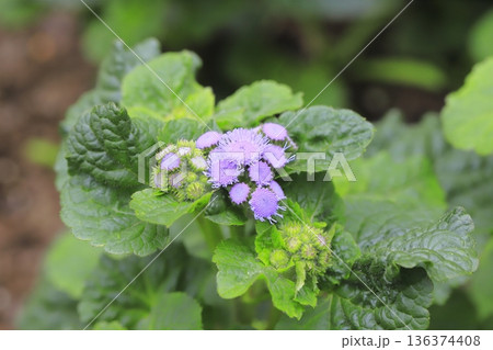紫色のアゲラタム(かっこうあざみ)の花 紫色のアゲラタム(かっこうあざみ)の花 136374408