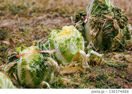 寒さで旨味を増した収穫をまつ白菜 寒さで旨味を増した収穫をまつ白菜 136374888