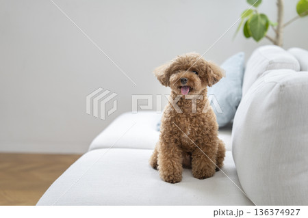ソファに座るトイプードル（5歳の男の子） 136374927