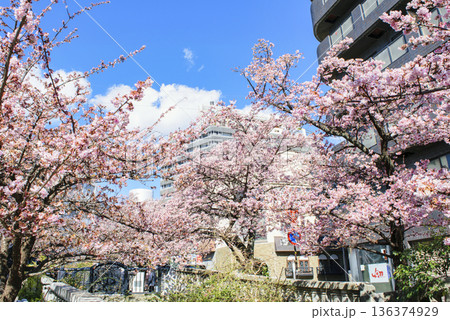 静岡県熱海市 あたみ桜 糸川遊歩道 2月上旬 静岡県熱海市 あたみ桜 糸川遊歩道 2月上旬 136374929
